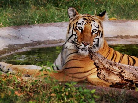 Maharashtra: Desperate foresters may use top international perfume to lure tigress
