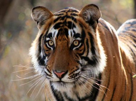 Cow-dung, changing rural economy fuelling man-carnivore conflict in Bandipur forest