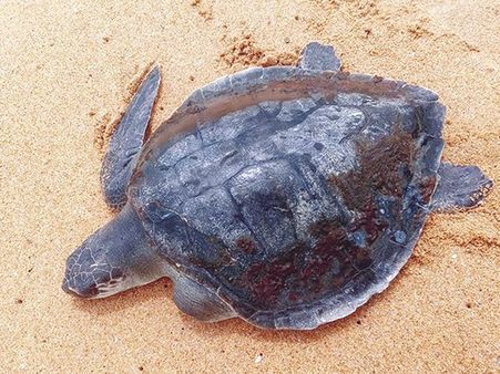 Turtle sanctuary a hurdle to Ganga project, set to be removed