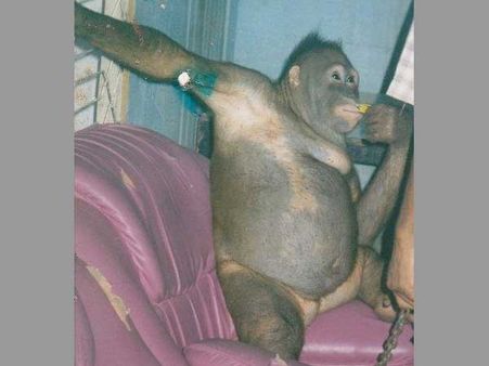 Shocking! This animal was used as sex slave for 6 years before she was rescued
