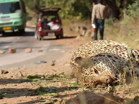 Mega protest in Bengaluru to protect Bandipur tiger reserve