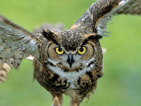 Diwali is a dark time for owls in India: Here's Why