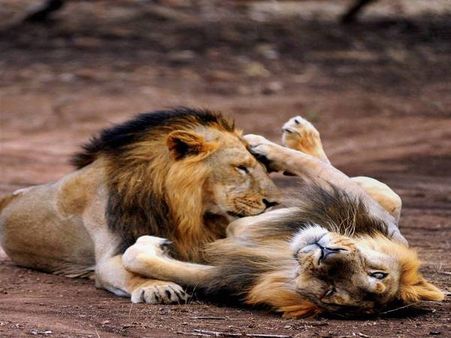 Gujarat to set up Rs 50 crore state-of-the-art hospital for Asiatic lions