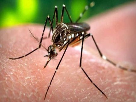 Zika in Madhya Pradesh: Samples sent to NIV-Pune to ascertain if virus spread from Rajasthan