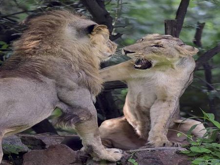 Gujarat: With 35 deaths in 3 months, govt launches plan to conserve Asiatic lions