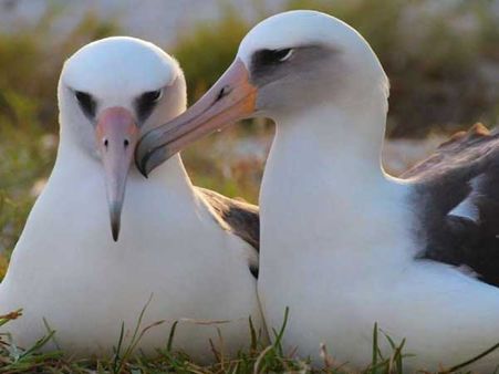 This 68-year-old bird is set to become mother again