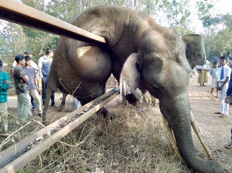 Elephant dies while trying to cross railway fence near Nagarhole