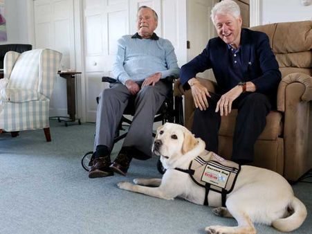 As George H W Bush is laid to rest, his service dog Sully also mourns like million others