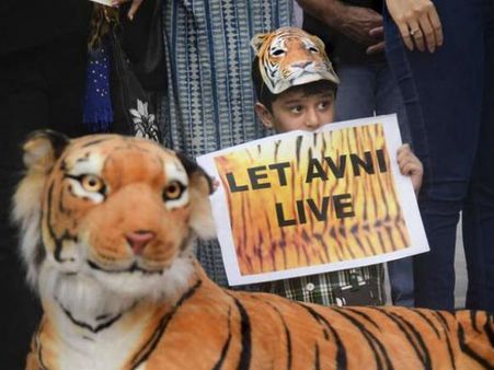 One of Avni's cubs captured, sent to Pench Tiger Reserve for rehabilitation