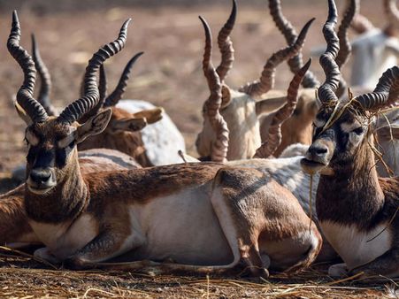 It's cold outside! How do animals survive?
