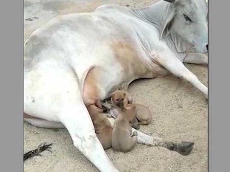 Cow ‘adopts’ puppies after lioness feeds leopard cub: Beauty of life’s harmony