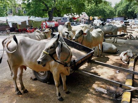 Guj govt gets dressing down on cattle export