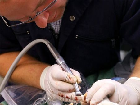 Dentist performs roots canal procedure on tiger in UK zoo