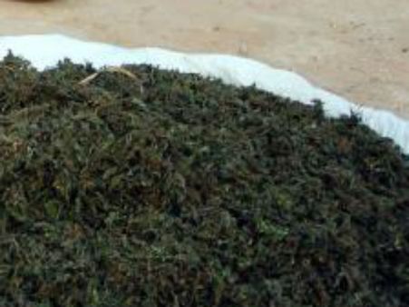 Marijuana racket busted in Hyderabad, 5 arrested