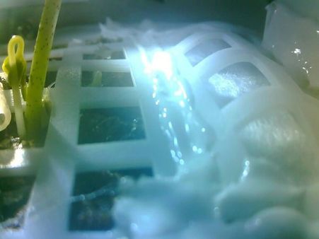 China succeeds in growing plant on moon, creates yet another history