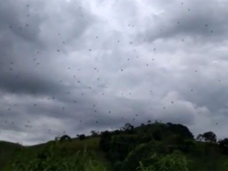 Video: Brazil residents shocked to see spiders ‘flying’ around