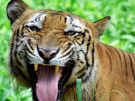 Tigers could become extinct within a decade, if we don't act now