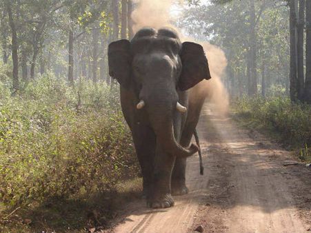West Bengal: Little girl falls from scooter, wild elephant shields her from own herd