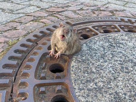 Germany: Animal rescuers, firefighters free fat rat stuck in manhole cover