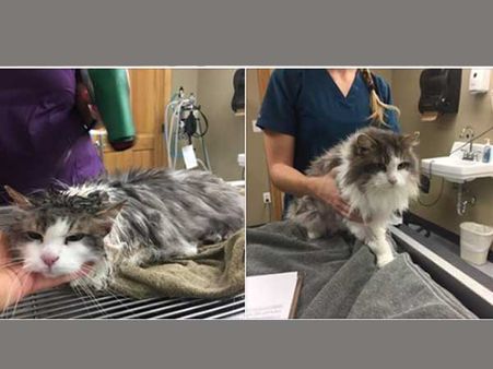 Miraculous recovery! Vets ‘thaw’ cat frozen in polar vertex back to life