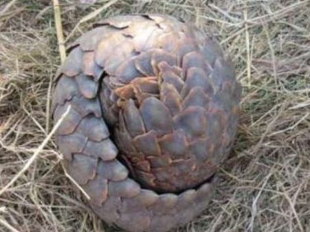 Pangolin, the most trafficked mammal in the world on verge of extinction