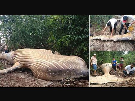 Mystery! Giant whale found dead in Brazil jungle… how did it reach there?