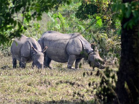 Human appetite pushing big animals at risk of extinction