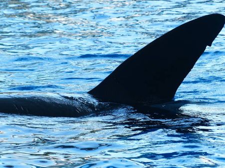 40 kg plastic found in Dead whale's stomach