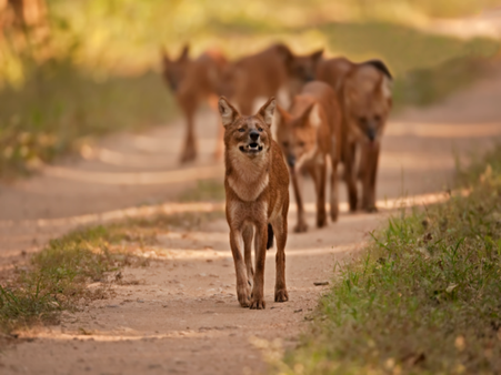 Forest loss, livestock grazing driving Dholes to extinction