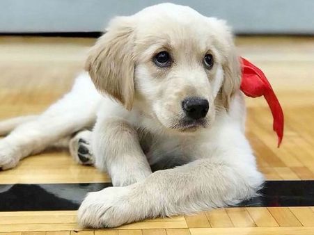 'Hachiko of Argentina': 6-year-old Labrador keeps on waiting for dead master outside hospital