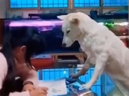 China: Man trains dog to supervise daughter concentrating on homework