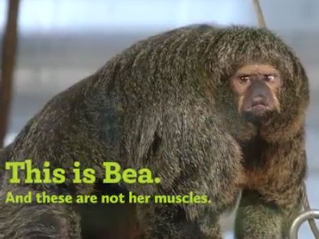 Have you seen the ‘Schwarzenegger’ among monkeys? She resides in Finland