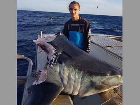 Gruesome! Something unknown bit off this shark’s 100-kg head!