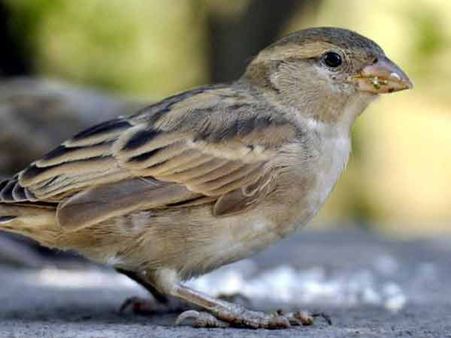 #WorldSparrowDay: Mobile tower radiation causing extensive damage to sparrows, once a common bird