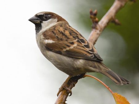 World Sparrow Day 2019: Say, ' I LOVE Sparrows'