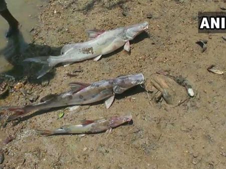 Karnataka: Fishes found dead on banks of Tunga River