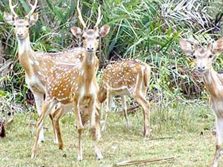 Cyclone Fani: Concern raised over 4,000 deer at Balukhand sanctuary