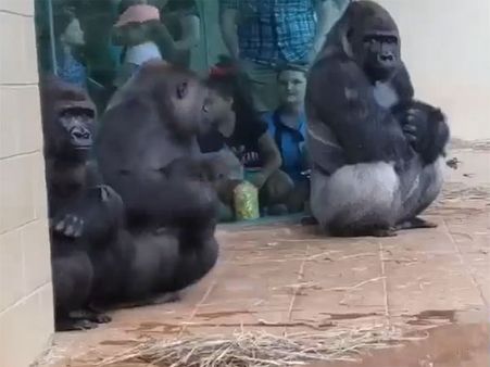 Hilarious! Gorillas human-like reaction to rain is winning hearts on the Internet