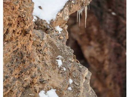 Image of ‘camouflaged snow leopard’ goes viral on social media, can you spot it?