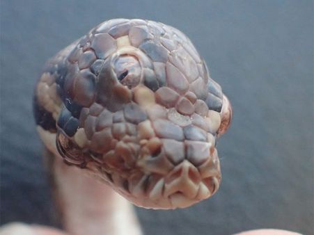 Three-eyed snake found on Australian highway and it's gone viral