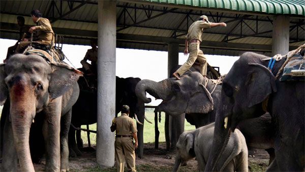 Assam elephants to endure a 70-hour journey for Jagannath Yatra, activists livid