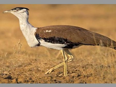Is the Great Indian Bustard about to go extinct?