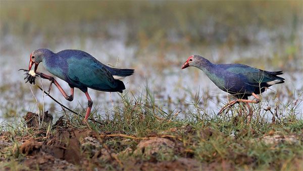 Monsoon migratory birds not sighted in Odisha