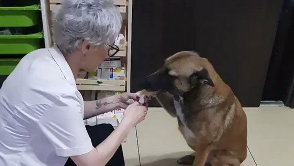 Viral video of street dog showing his injured paw to a pharmacist is melting hearts
