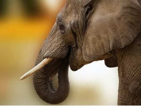 Woman dragged on street, trampled to death by wild elephant