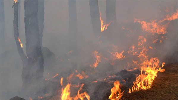 PIL in SC seeks protection of forests, wildlife from fires