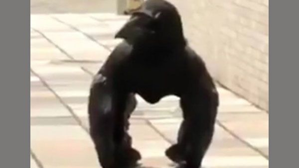 Bizarre video of creepy crow that looks like gorilla leaves netizens scratching their heads