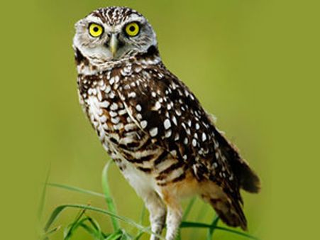 How night owls can 'retrain' their body clocks to improve mental well-being