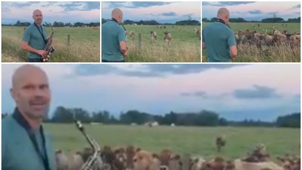 This man plays saxophone to a herd of cows in Oregon field after learning from YouTube