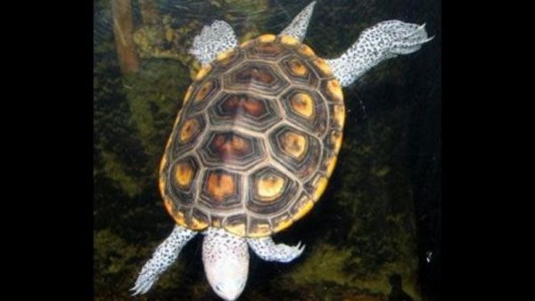 Malaysia detains Indian men attempting to smuggle over 5,000 terrapins